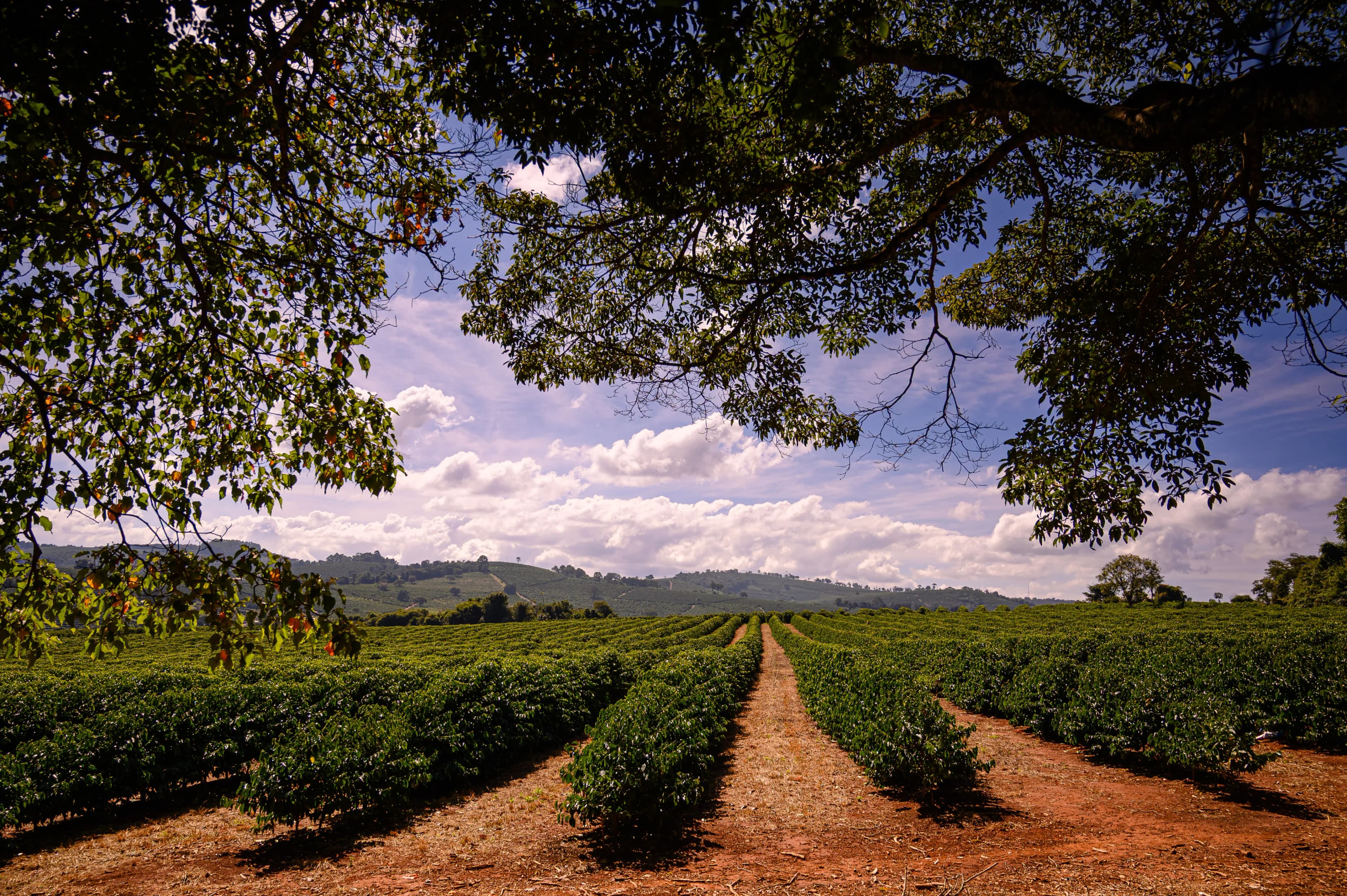 Vista panorâmica das lavouras de café da Fazenda Campestre