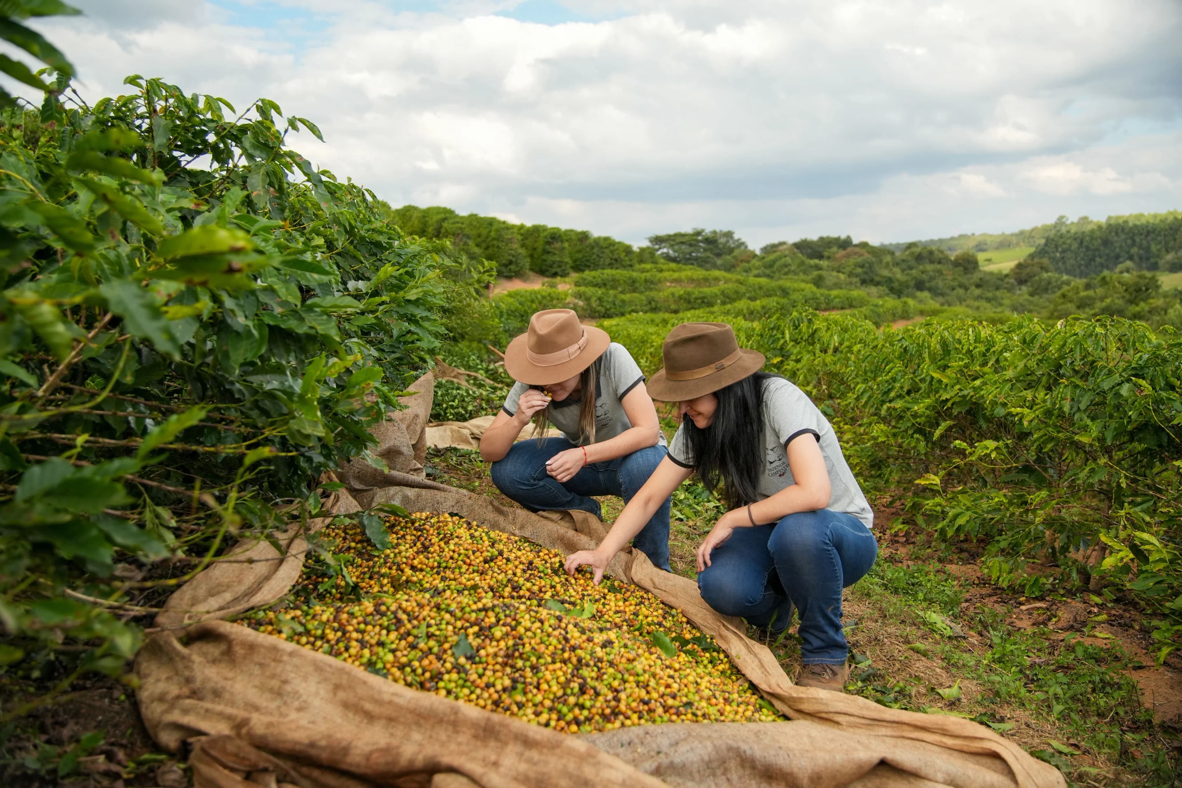 Plantação de café sob o céu azul da fazenda