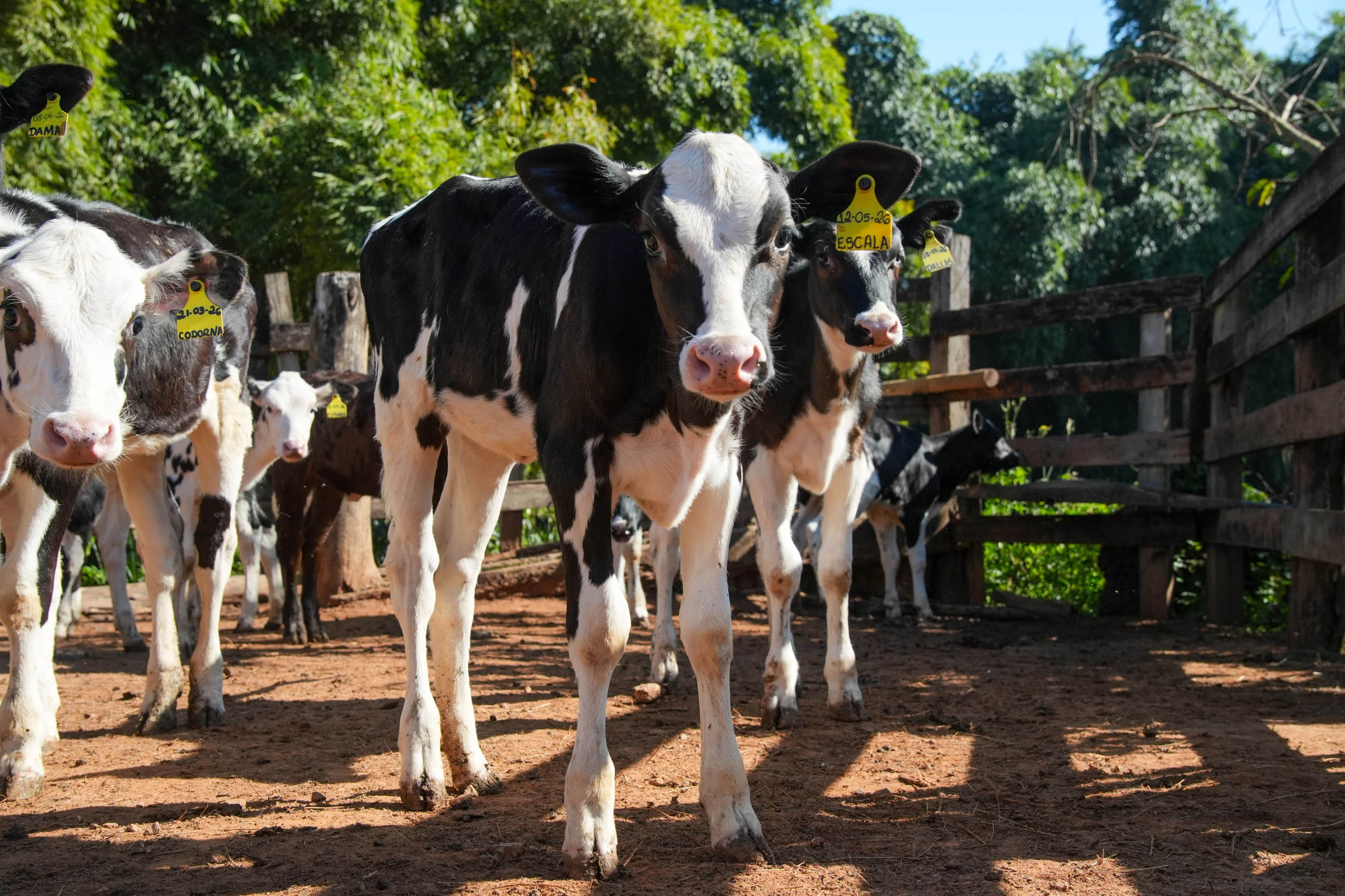 Bezerros e produção de leite na Fazenda Campestre