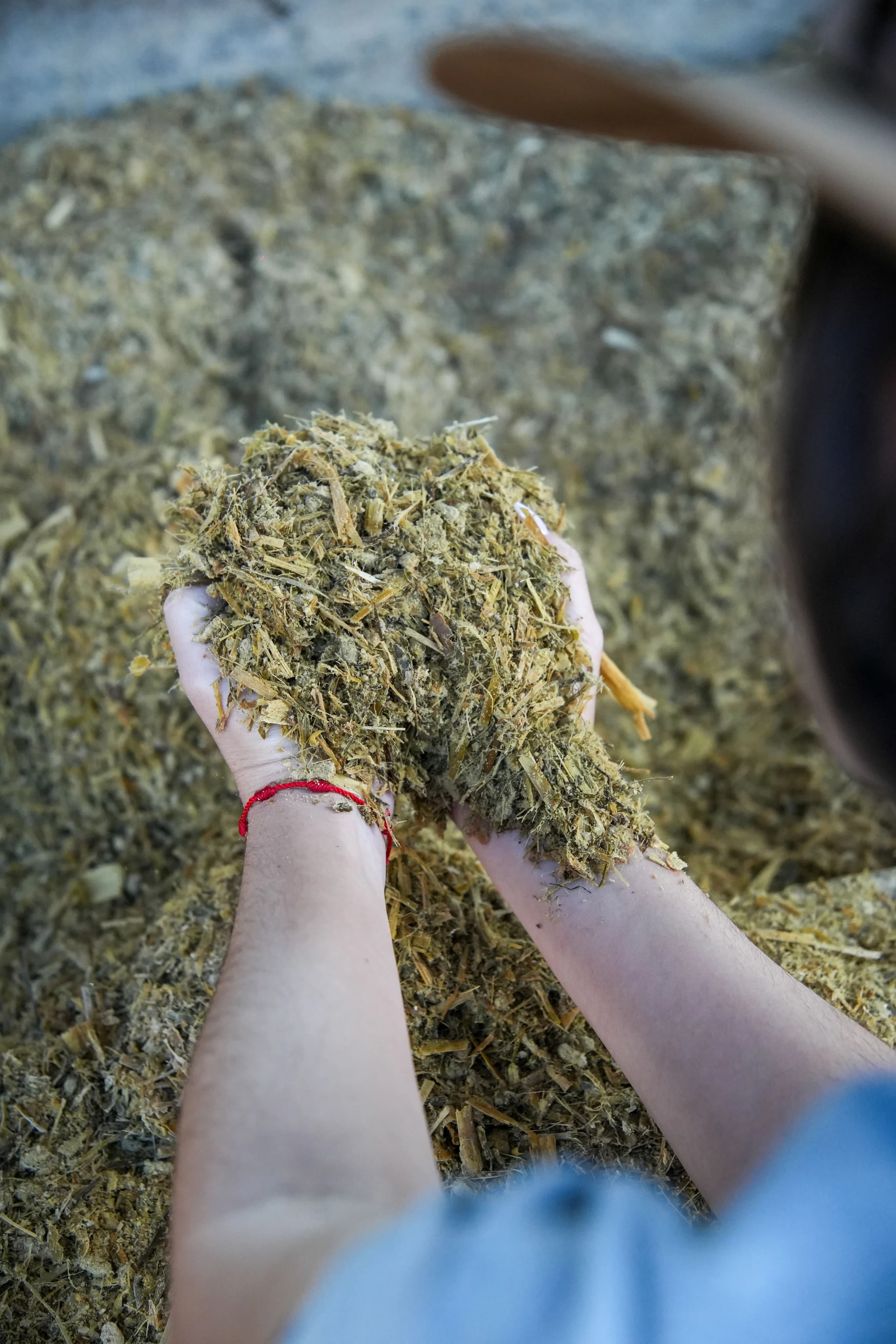 Estrutura e cuidados com o gado na Fazenda Campestre