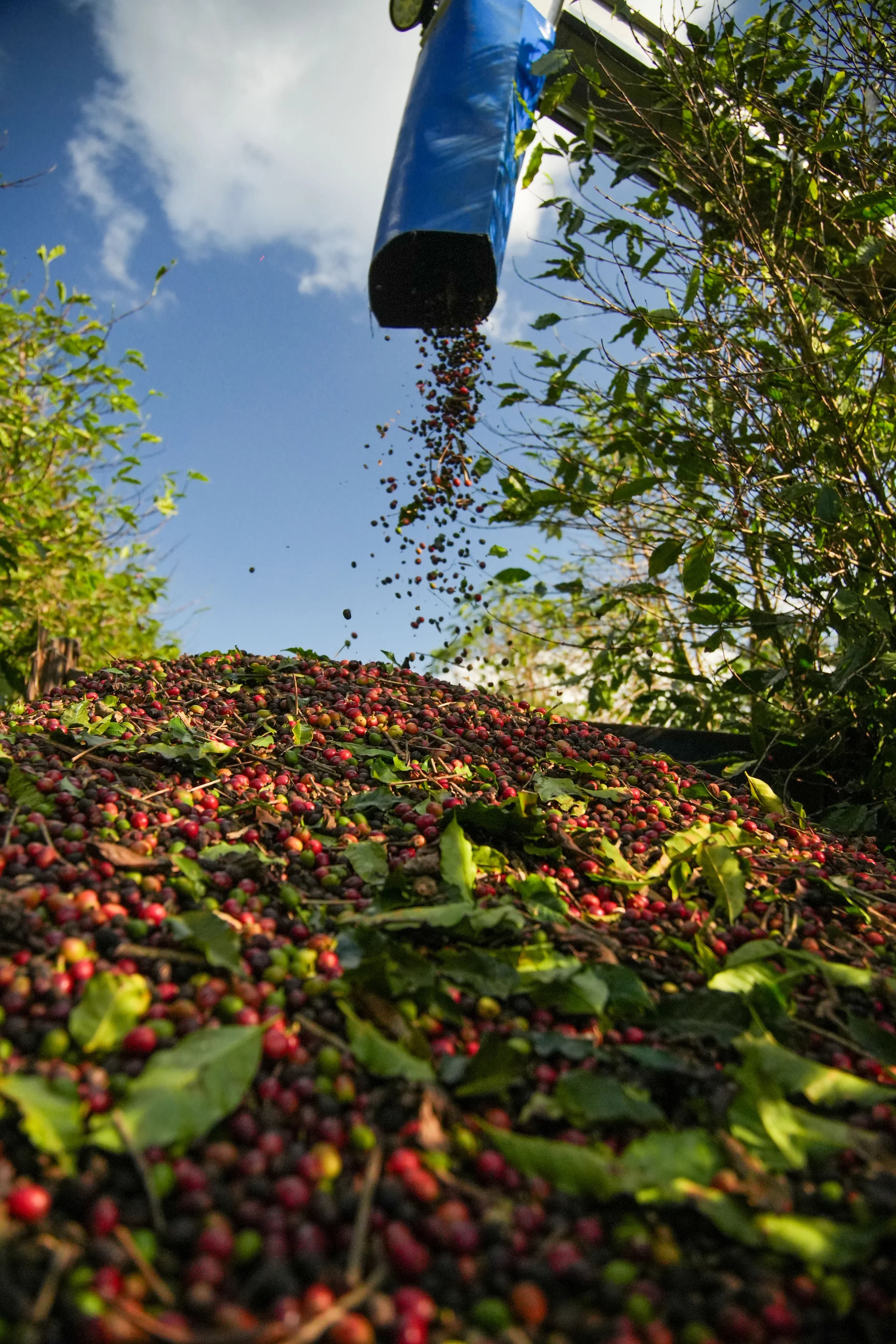 Colheita e seleção dos grãos de café na Fazenda Campestre