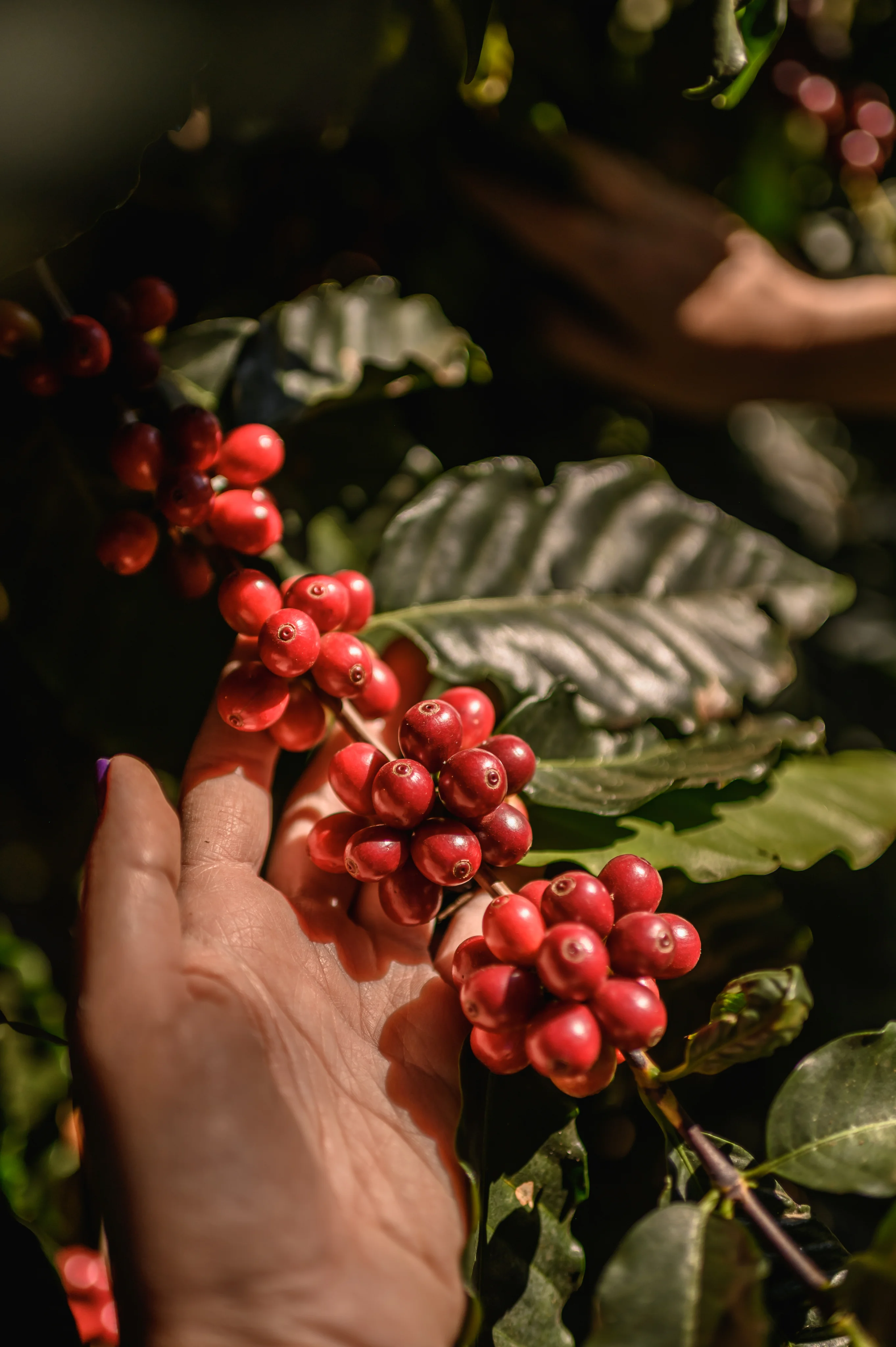 Cultivo do café arábica no Sul de Minas
