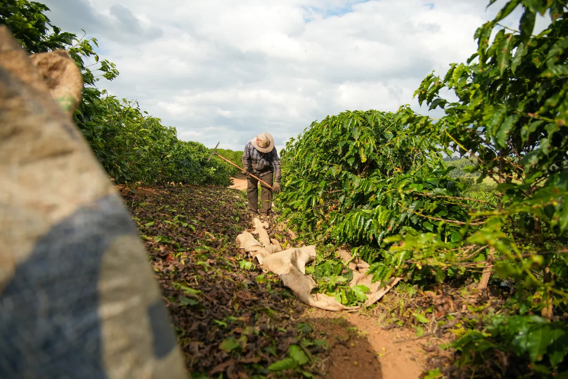 Trabalhador rural cuidando dos cafezais na Fazenda Campestre sob o céu azul