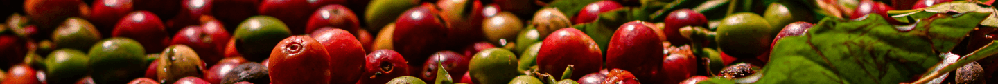 Grãos maduros de café da Fazenda Campestre